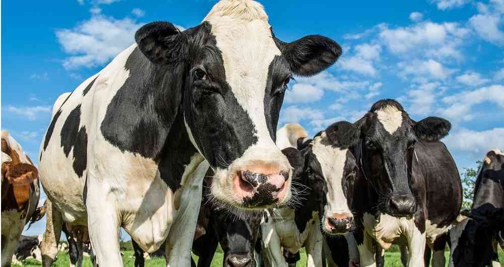 Los productores de leche se quejan por los bajos precios que pagan por sus productos.