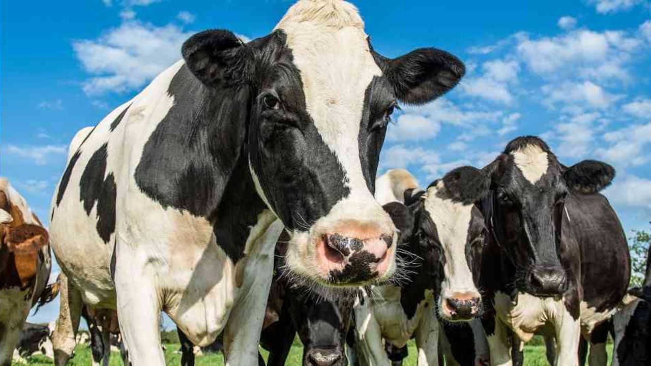 La queja tiene como ingrediente adicional la presión a la baja de los precios al productor y la presunta falta de estrategias del Gobierno colombiano para disminuir el impacto de estas acciones que están permitidas por el TLC con EE. UU.