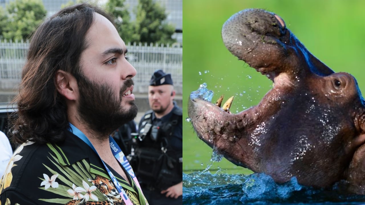 Multimillonario Anant Ambani y un hipopótamo.