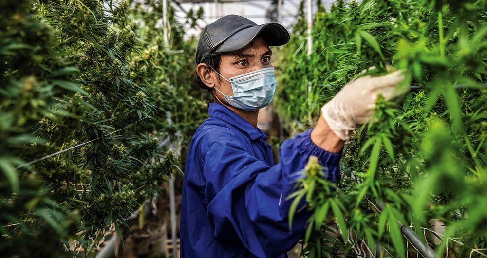 La legalización de la marihuana aún tiene demasiadas materias pendientes en todo el mundo.