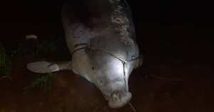 La pesca con trasmallo, redes o chinchorros atentan contra los manatíes. Foto: CAS.