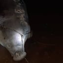 La pesca con trasmallo, redes o chinchorros atentan contra los manatíes. Foto: CAS.