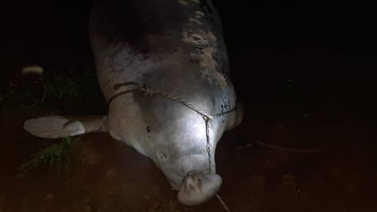 La pesca con trasmallo, redes o chinchorros atentan contra los manatíes. Foto: CAS.