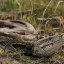 De acuerdo con Fish & Wildlife, desde 2000 ha matado o eliminado más de 15.000 pitones, con más de 1.000 eliminadas cada año a partir de 2017.