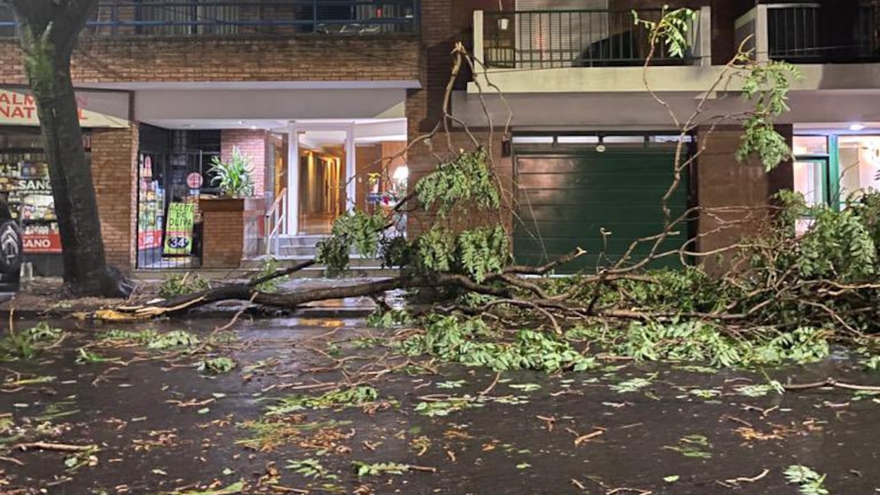 Árboles caídos por la tormenta en Argentina