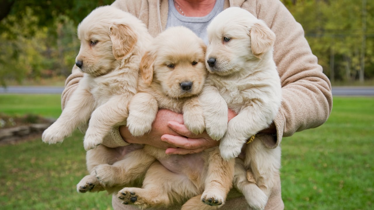 Estos son los tres tipos de Golden Retriever.