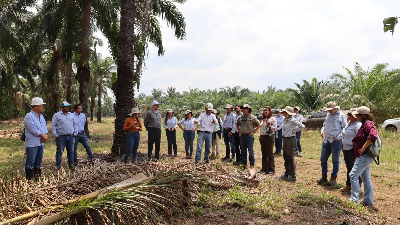 En la Plantación Palmar de Giramena, los asistentes a la visita del BM observan el manejo de coberturas en San Carlos de Guaroa.