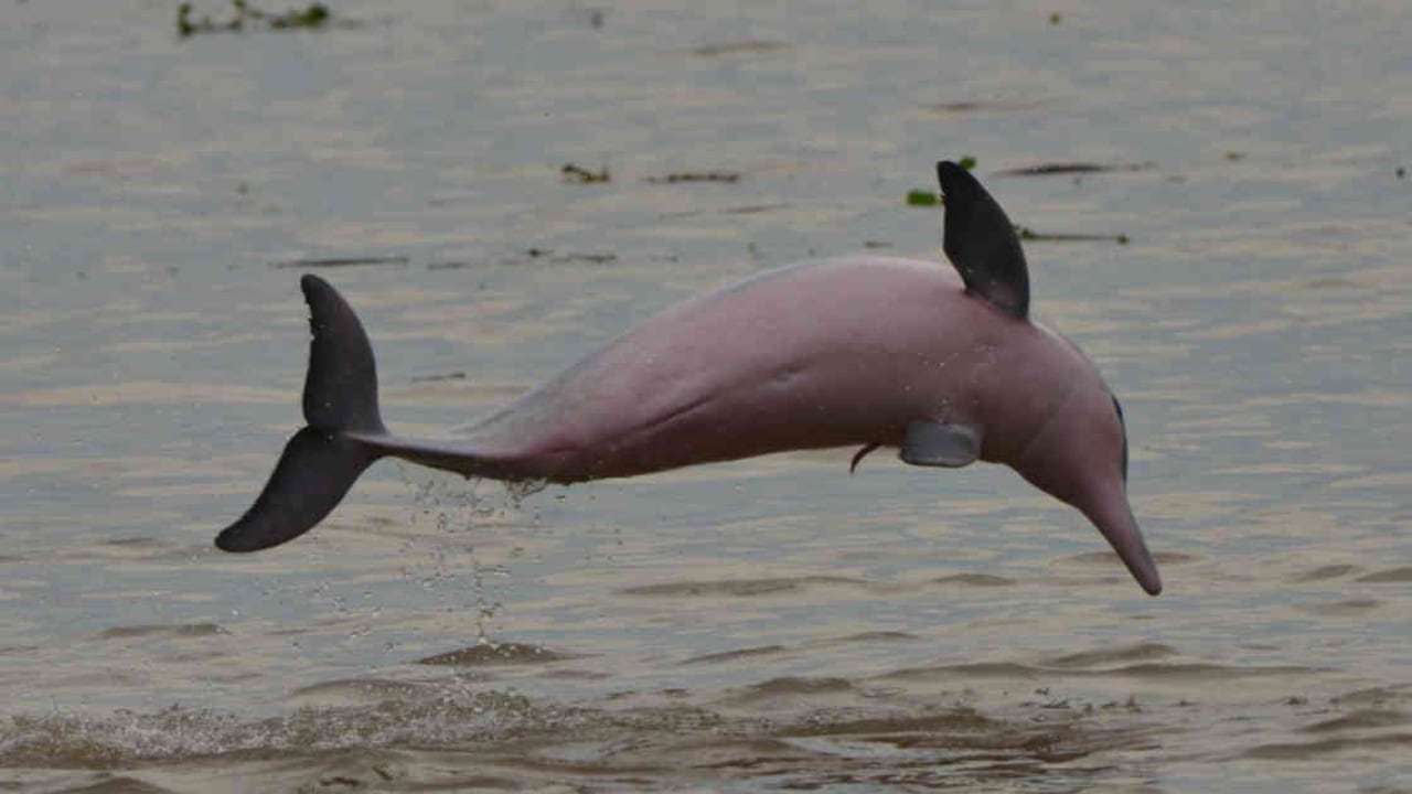 El delfín Sotalia Fluviatilis del río Amazonas será una de las especies que contarán con amparo especial. Foto: Fernando Trujillo/Fundación Omacha