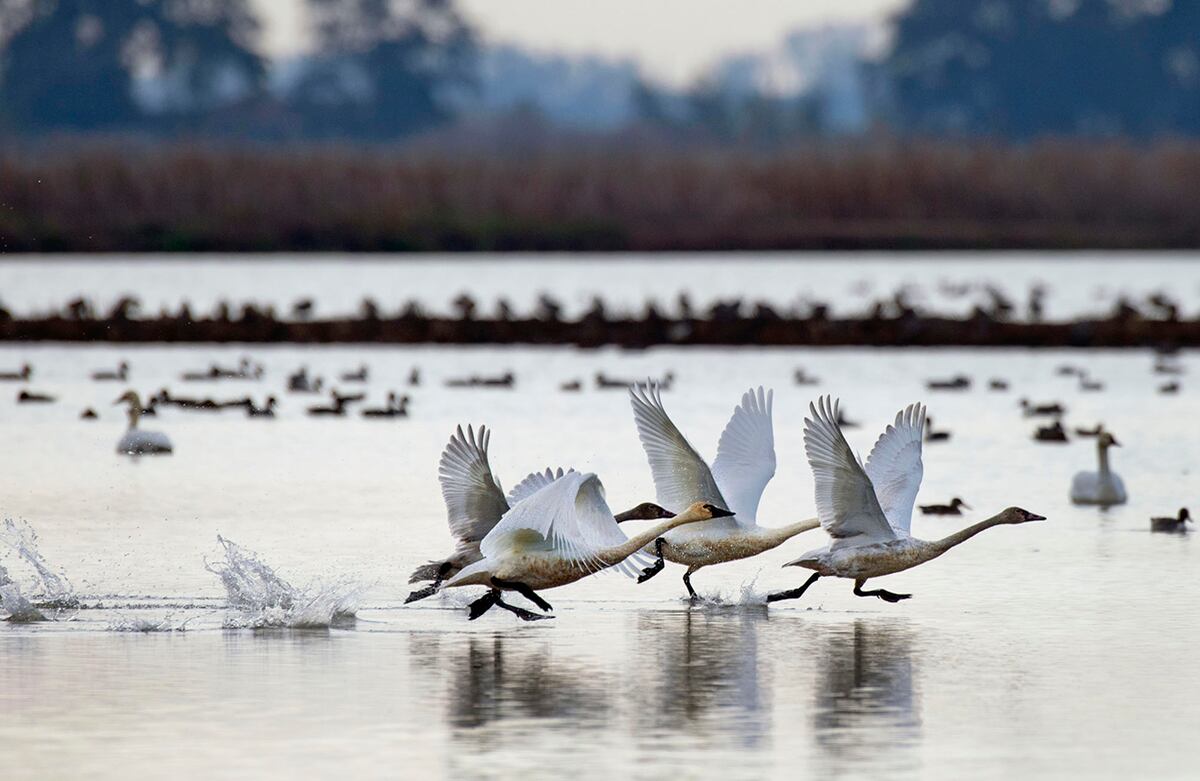 Cisnes de la tundra sobrevuelan un campo de arroz inundado en California, Estados Unidos. (AP)