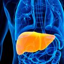 La acumulación de grasa en el hígado puede desembocar en la propagación al interior del cuerpo de diabetes.