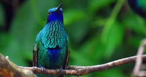 El colibrí chillón es una de las especies más atractivas para los turistas que visitan el parque.