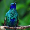 El colibrí chillón es una de las especies más atractivas para los turistas que visitan el parque.