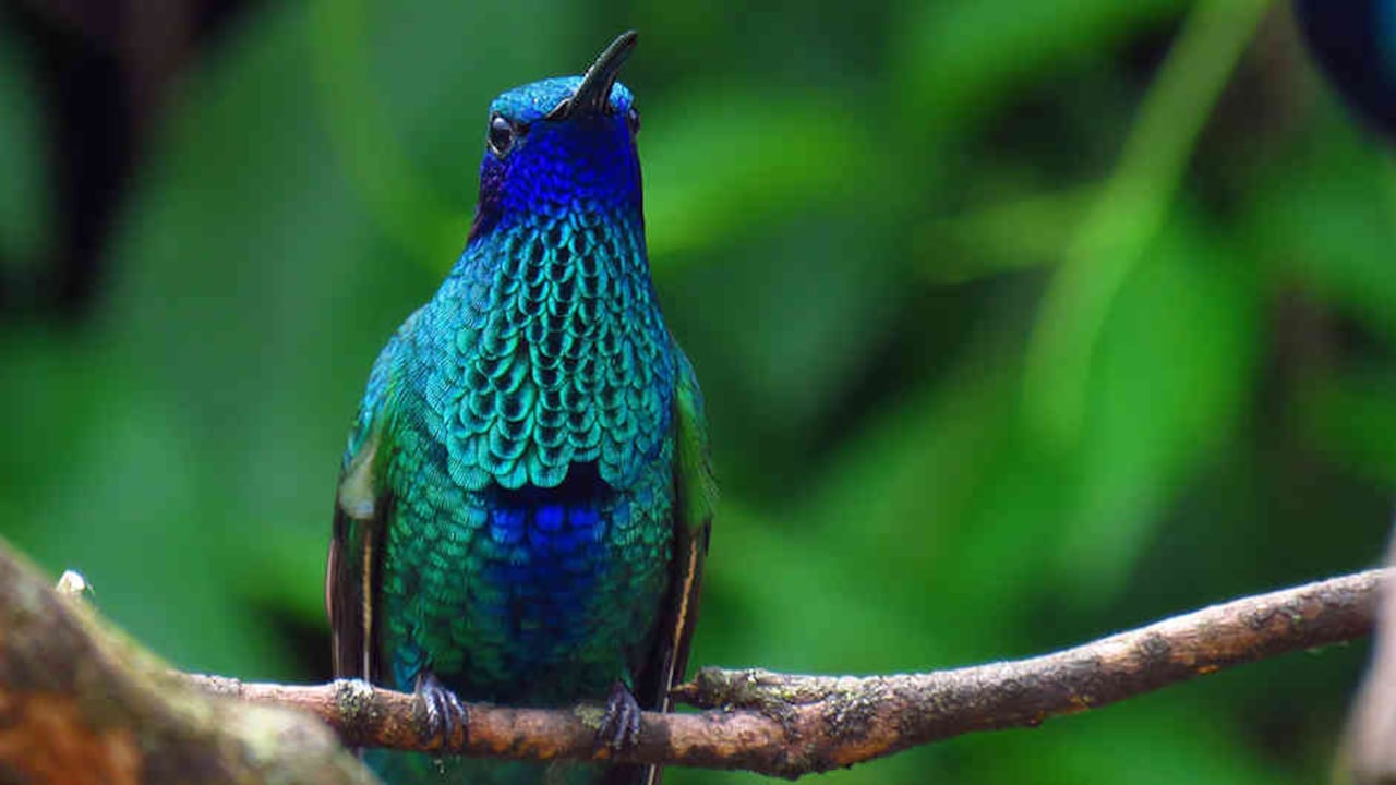 El colibrí chillón es una de las especies más atractivas para los turistas que visitan el parque.