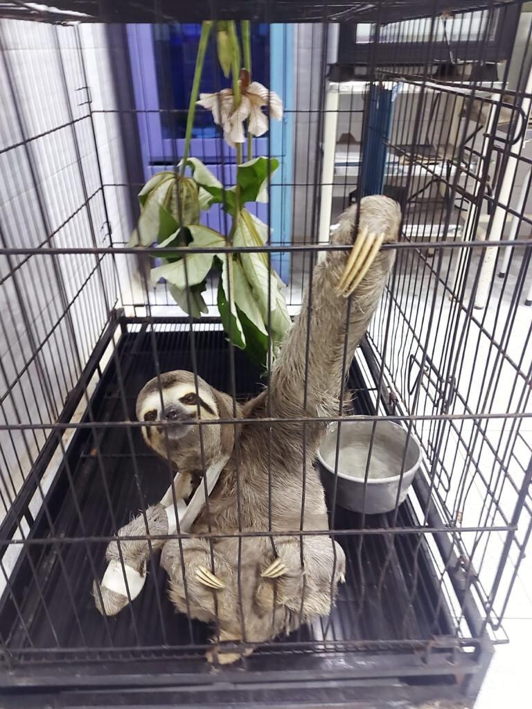 Este oso adulto sufrió fractura en una de sus extremidades.