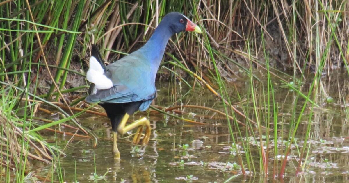 1.663 tinguas azules fueron recuperadas en la pasada época migratoria en Bogotá.