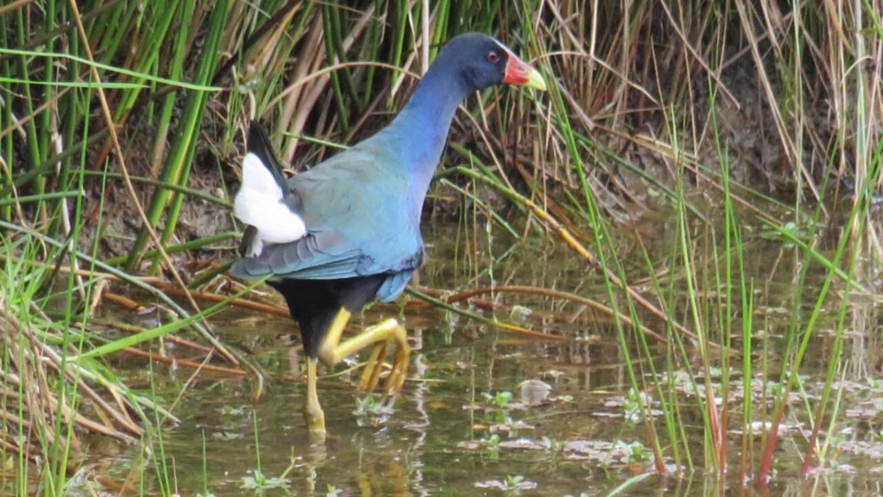 Muchas de estas aves migratorias quedan desorientadas al ingresar a la capital. La mole de cemento les impide encontrar alguno de los humedales bogotanos.
