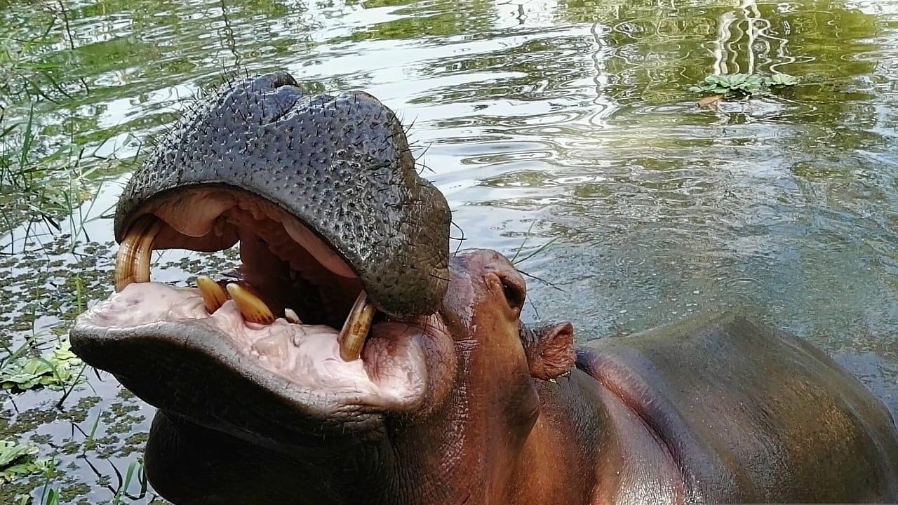 La especie se está reproduciendo y causando daños ambientales en la zona donde se encuentra.