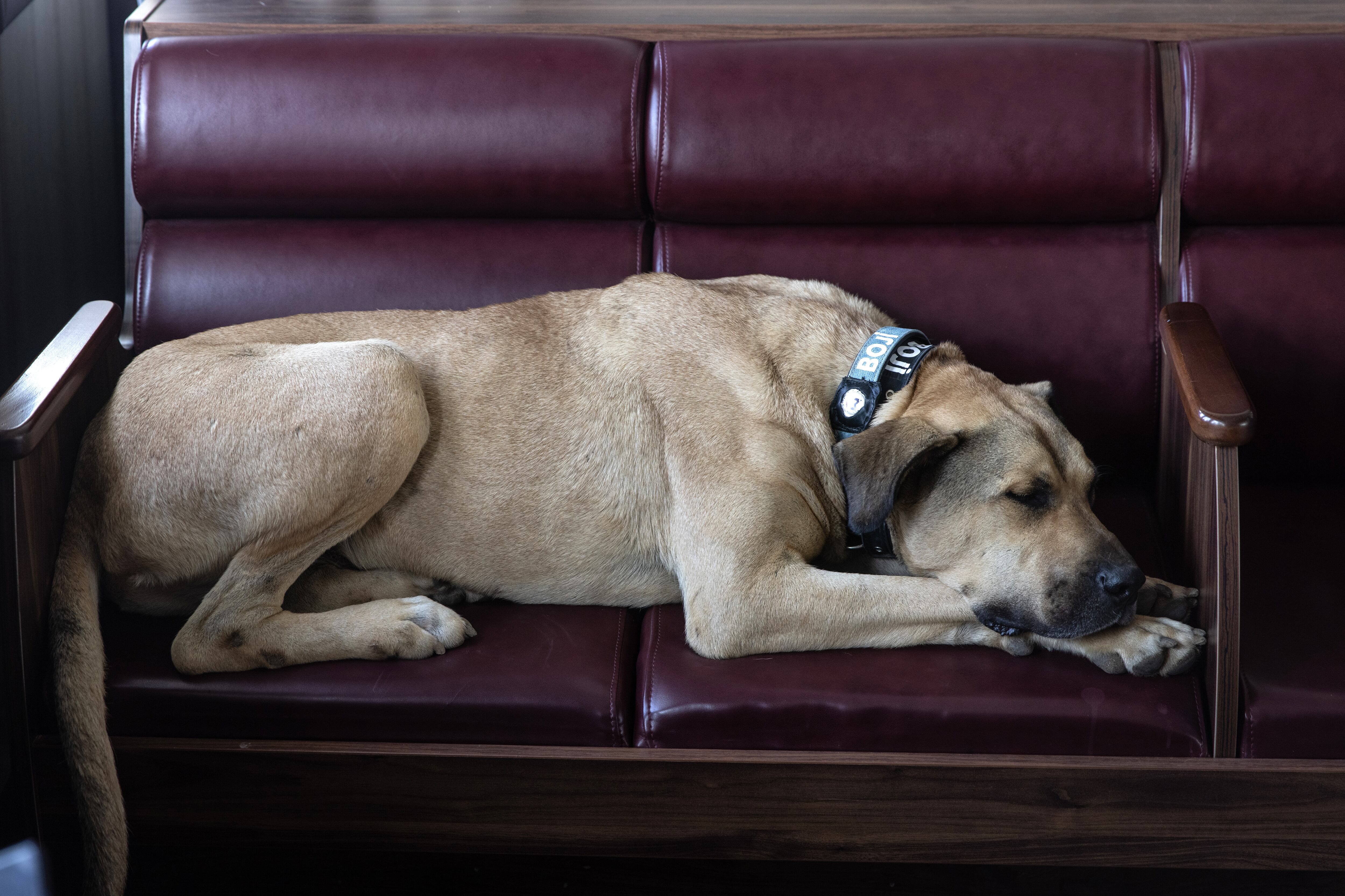 Los perros pueden tener espasmos mientras duermen y eso no representa ningún daño para su salud