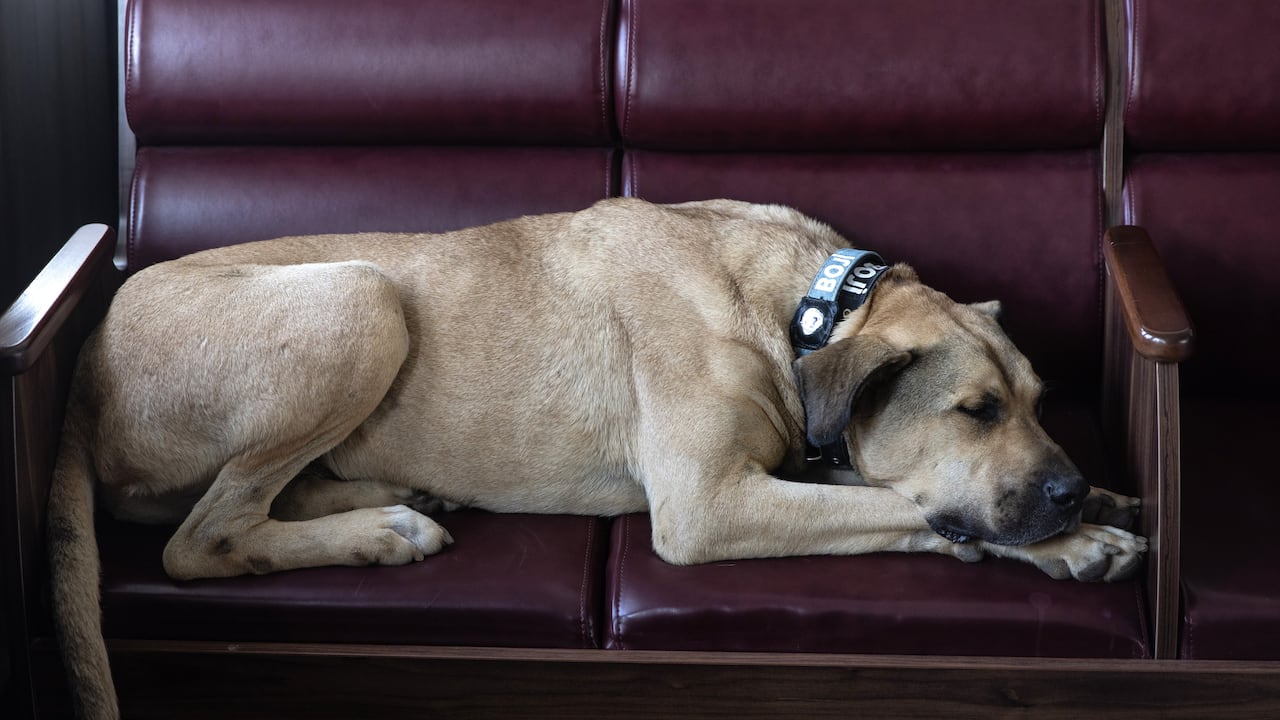 ¿Adentro o afuera? Experto revela el lugar ideal donde los perros deben dormir