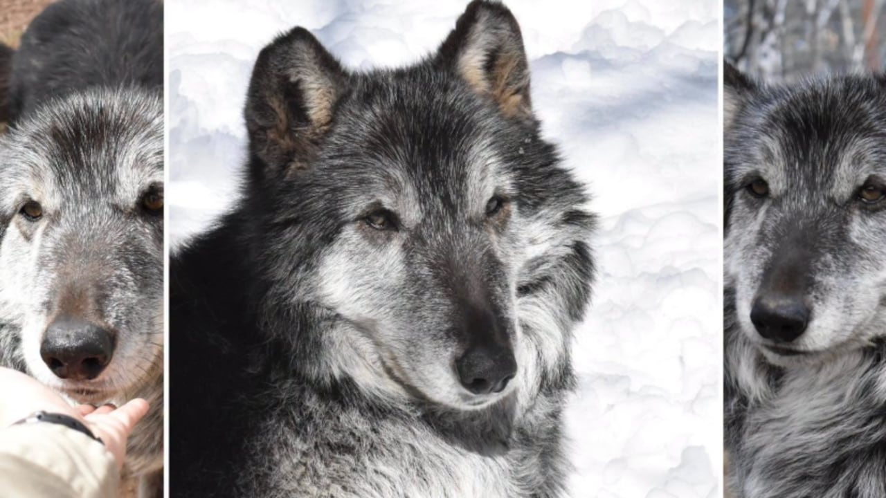 Amarok, lobo gris rescatado en Colombia.