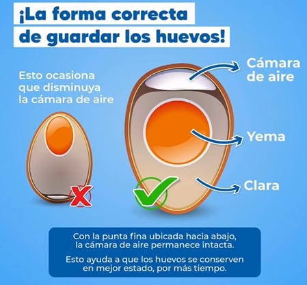 Forma correcta de ubicar y guardar los huevos.