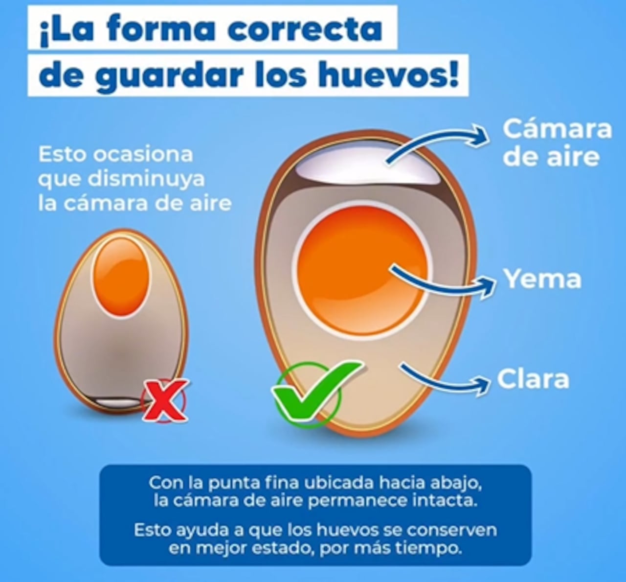 Forma correcta de ubicar y guardar los huevos.