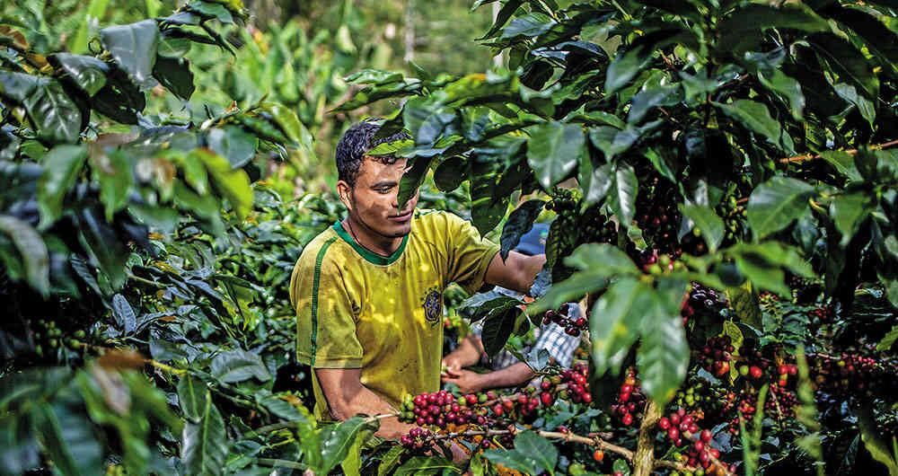 Caficultores de Colombia. 