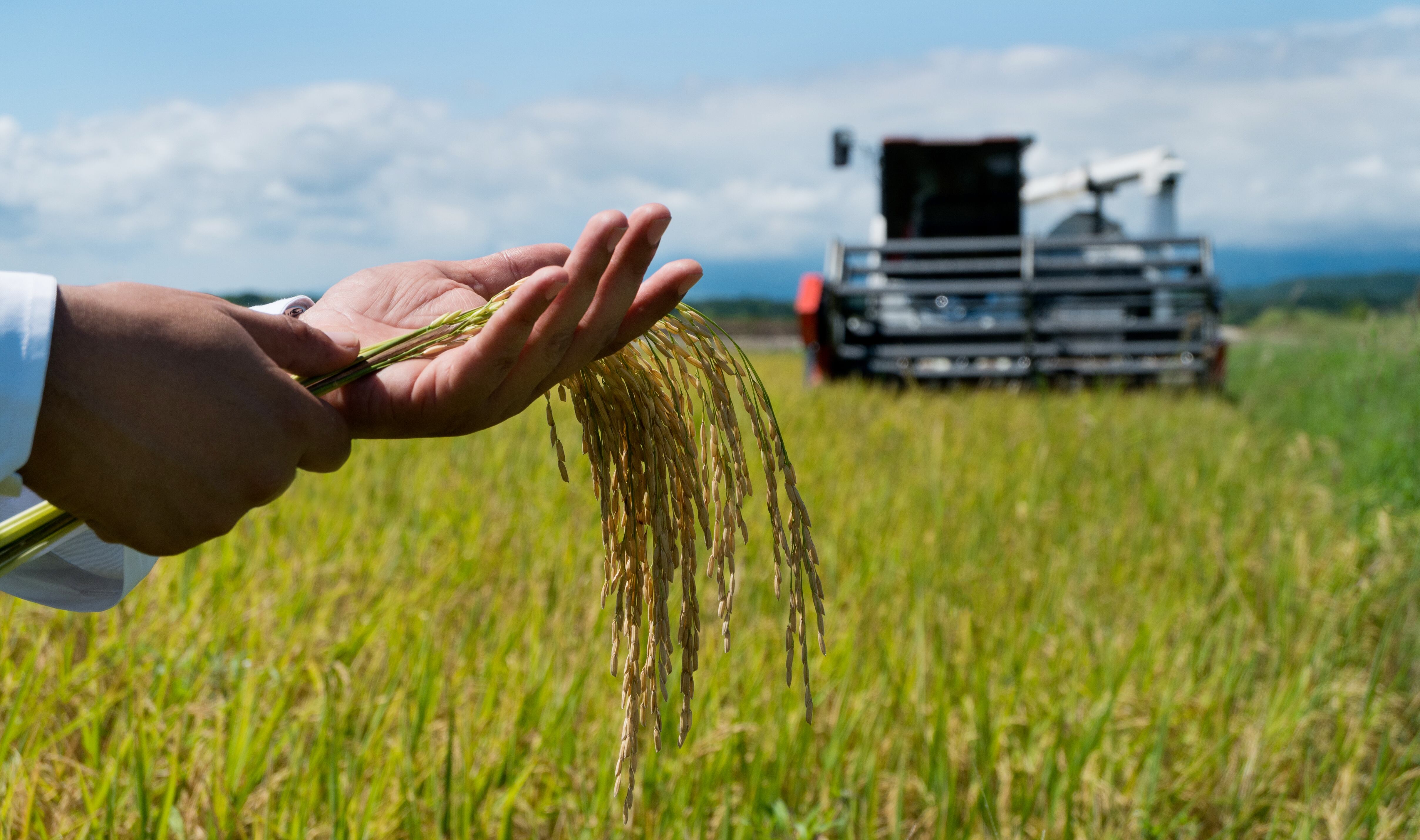 Espiga de arroz en la mano del agricultor durante la cosecha con la cosechadora en el fondo