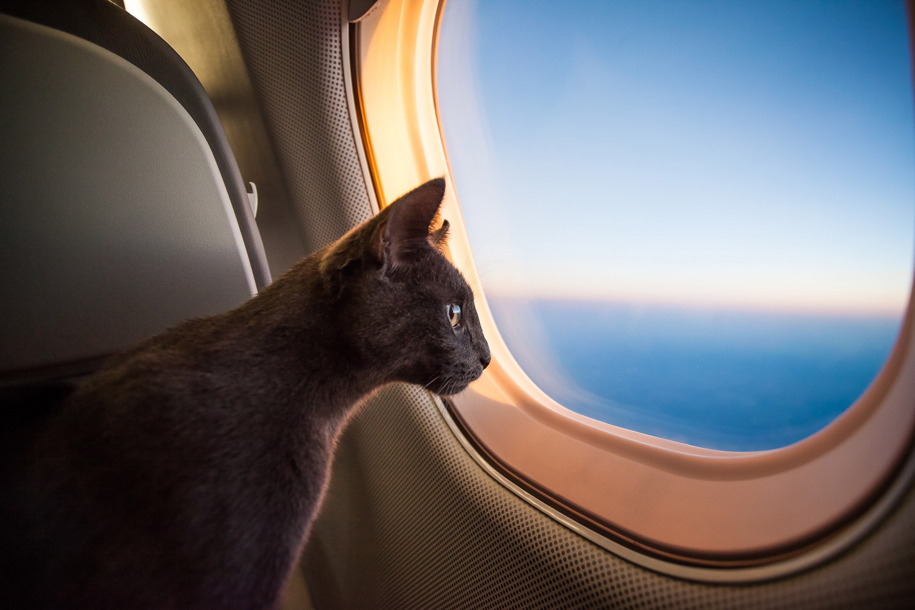 ¿Se puede viajar con un gato en un avión?
