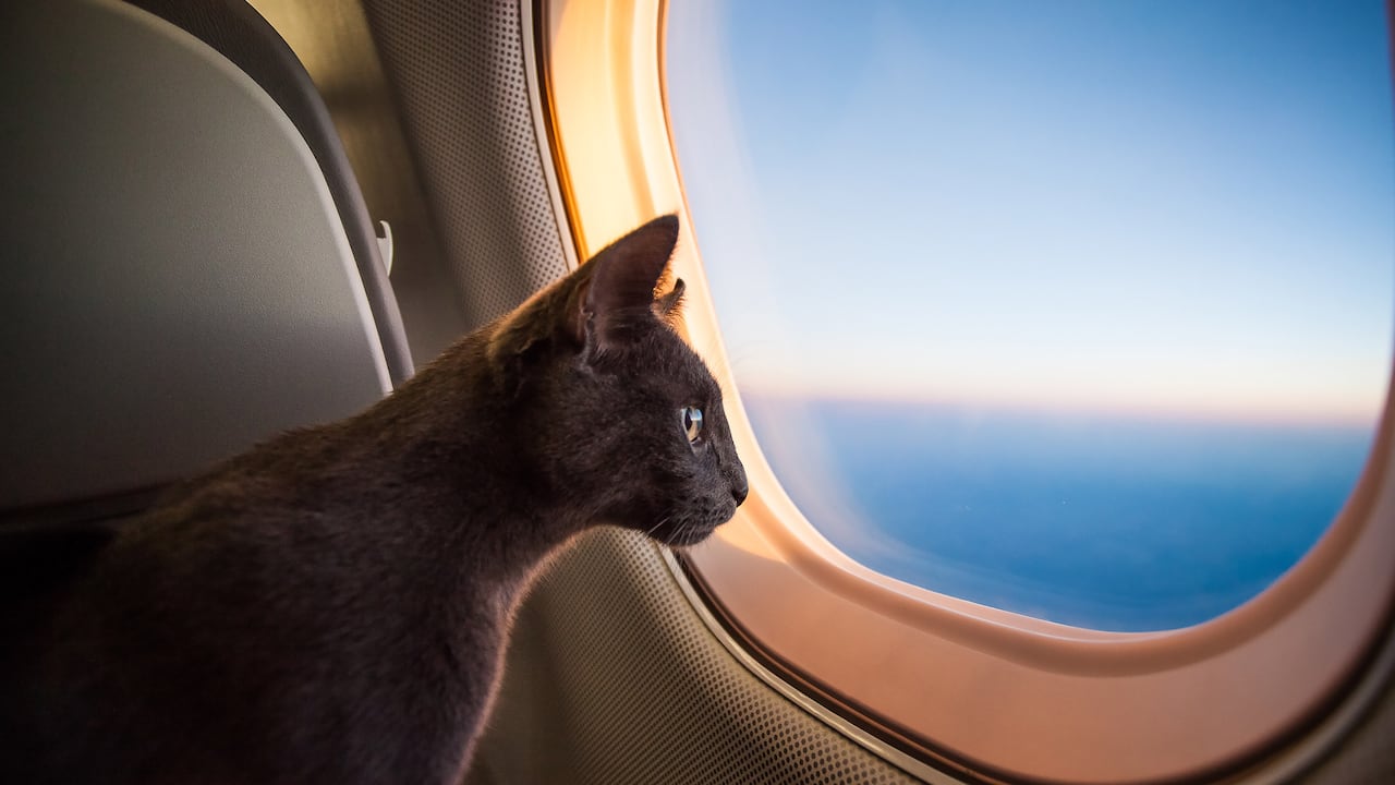 ¿Se puede viajar con un gato en un avión?