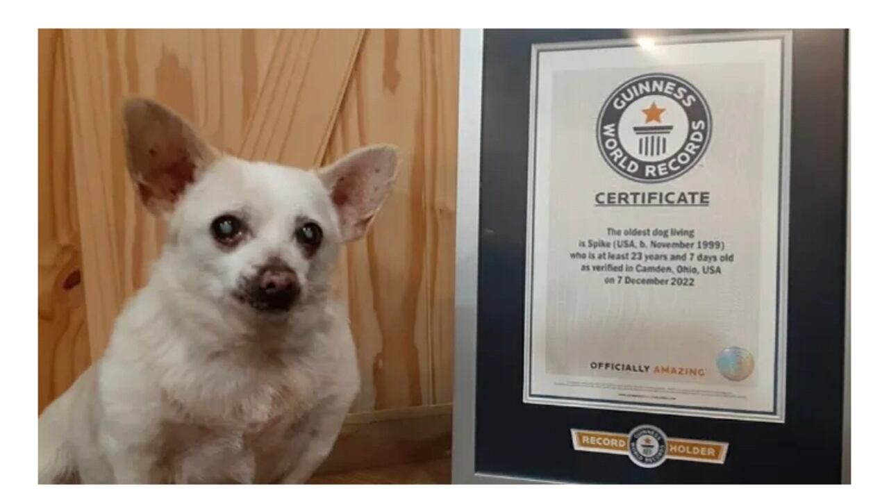 El nombre de Chihuahua se inspiró en un perro de dibujos animados conocido por su gran tamaño y disposición agresiva.