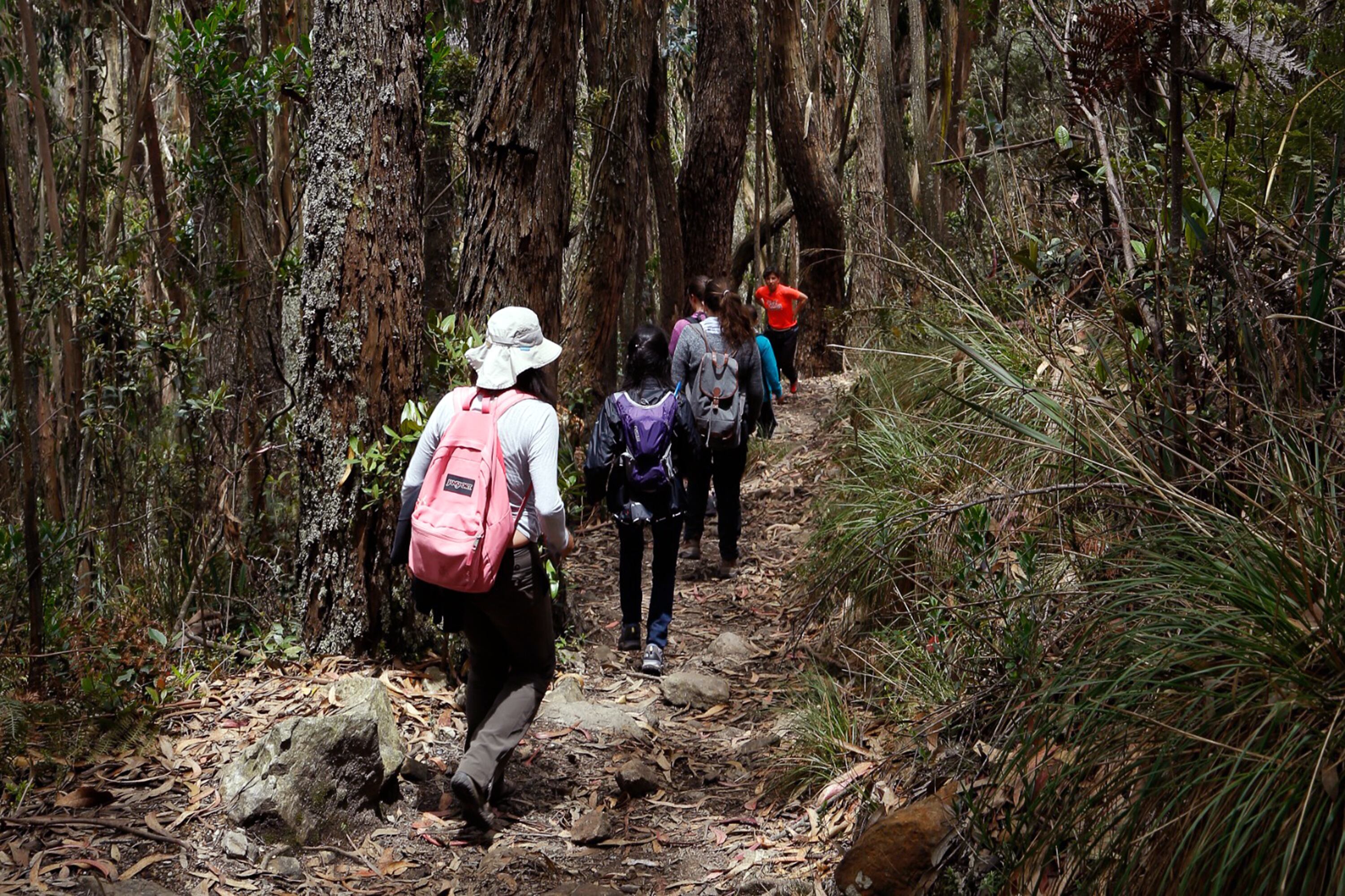 Camino ecológico del sendero Las Moyas, ubicado en los cerros orientales Bogotá.