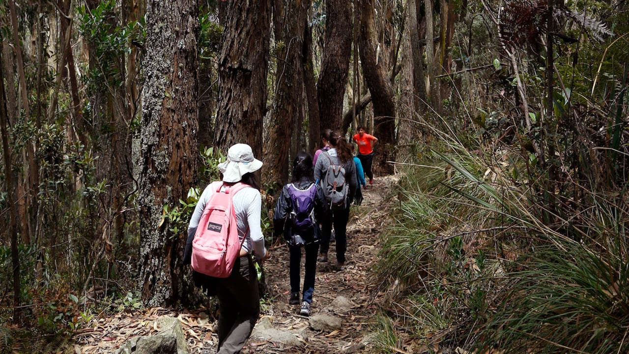Camino ecológico del sendero Las Moyas, ubicado en los cerros orientales Bogotá.