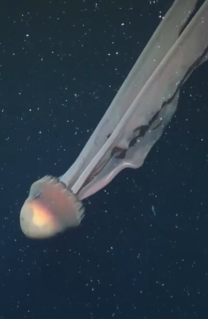 El avistamiento aportó nueva información sobre la vida que se desarrolla en aguas oscuras y poco exploradas.