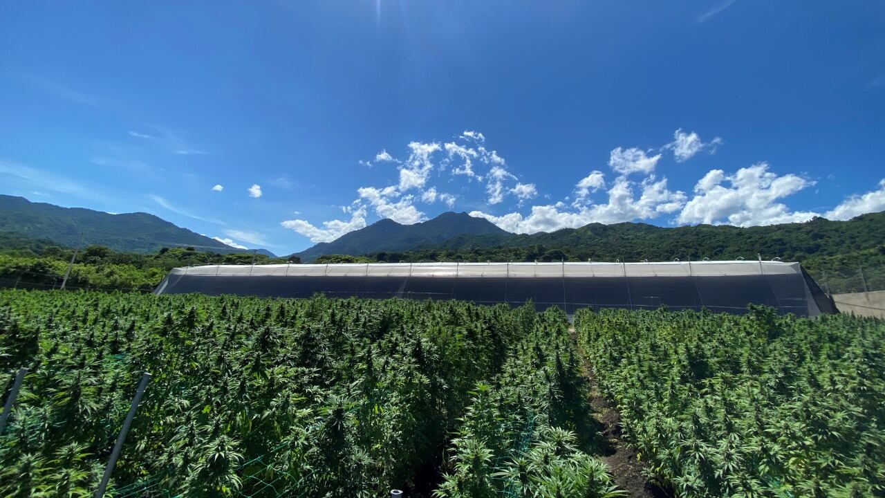 Subsidiaria de Avicanna cerró acuerdo de suministro con laboratorio chileno Knop Laboratorios S.A