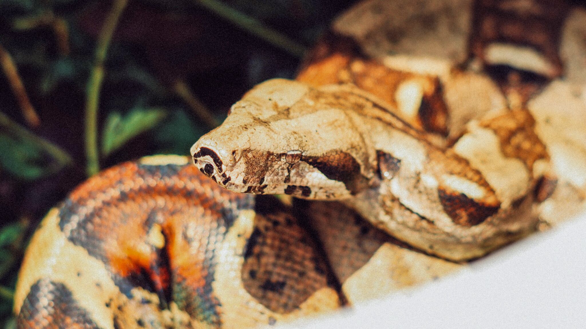 Especial Biodiversidad, Drummond