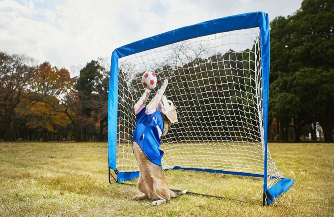 El perro arquero. Purin, un beagle de nueve años, consiguió atrapar con sus patas más pelotas que ningún otro perro. Atajó 14 goles en 60 segundos.