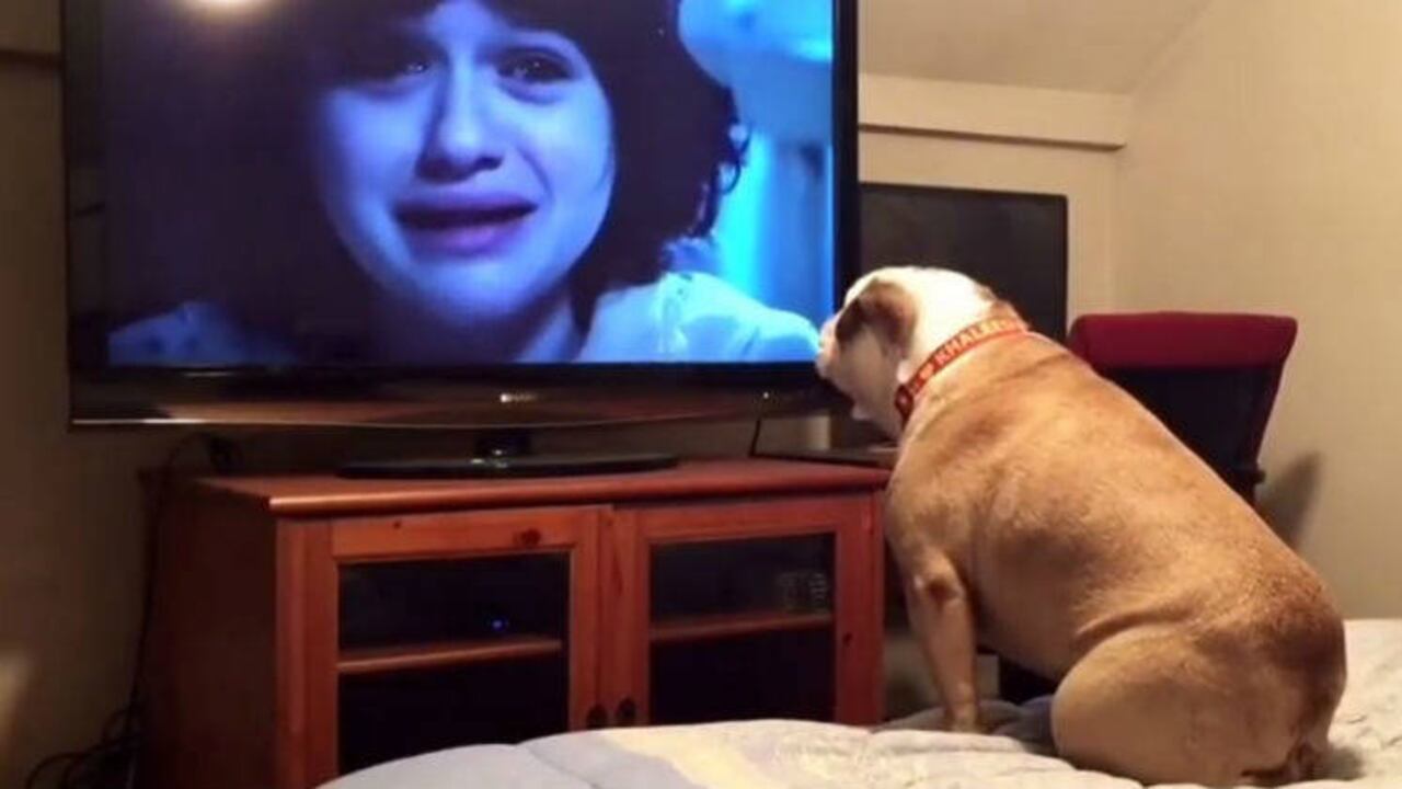 Youtube Elvis and Khaleesi