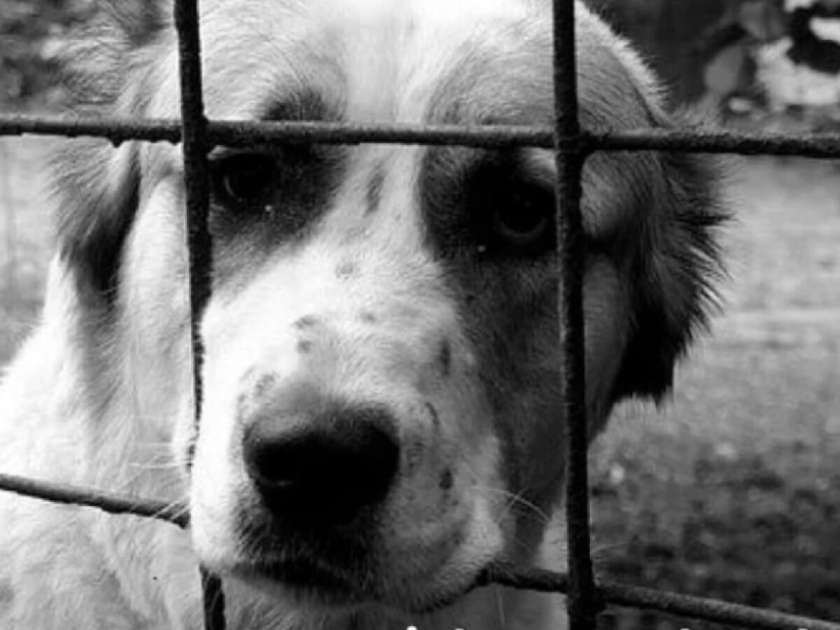 Indignante caso de maltrato animal a una perrita en El Santuario, Antioquia