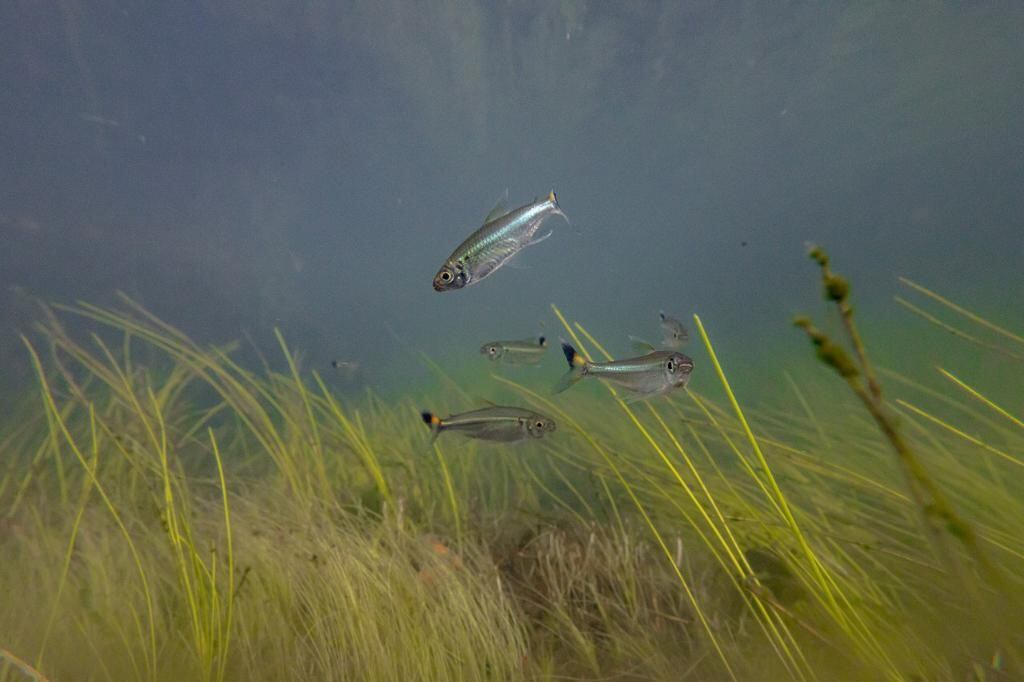 Expedición por el río Tillavá