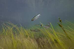 Cerca de 85 especies de peces fueron detectadas en la expedición, más del doble de lo que se conocía hasta el momento.