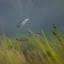 Cerca de 85 especies de peces fueron detectadas en la expedición, más del doble de lo que se conocía hasta el momento.