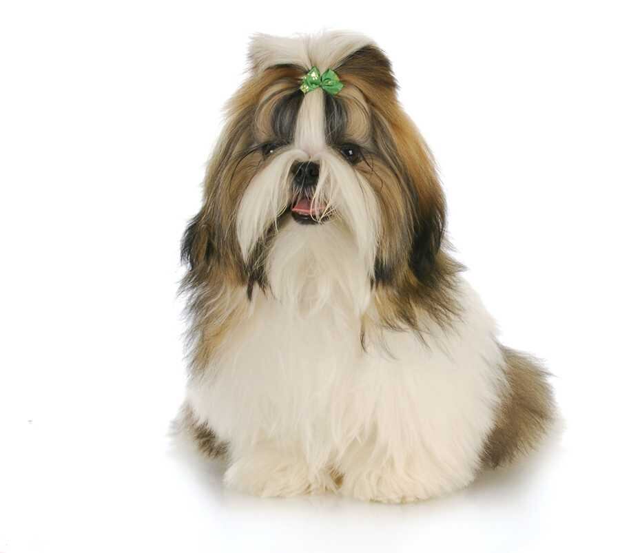 Shih tzu o perro león: denuncian hurto de mascotas en Ibagué.  Foto de referencia