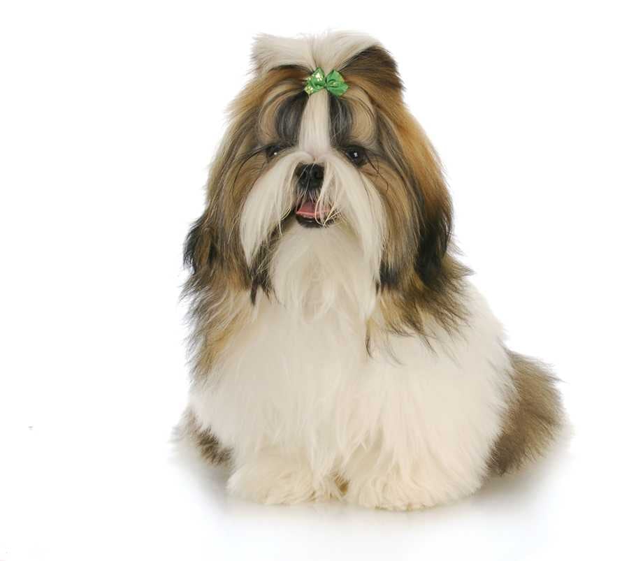 Shih tzu o perro león: denuncian hurto de mascotas en Ibagué.  Foto de referencia