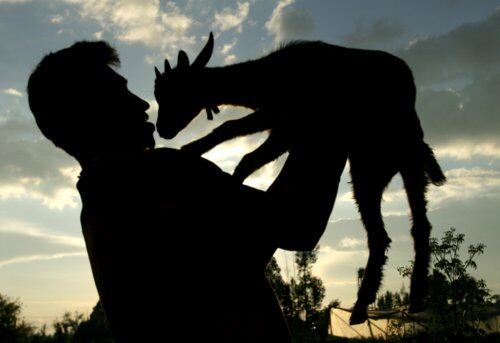 El cuidado de las cabras es agotador, incluso, para alguien con la experiencia de Mario, que desde los 14 años tiene este trabajo, que ocupa el 100 por ciento de su tiempo y cuidado. Su sueño es conseguir el dinero suficiente para comprar una camioneta y transportar un mayor número de cabras a varios sitios de Bogotá. 