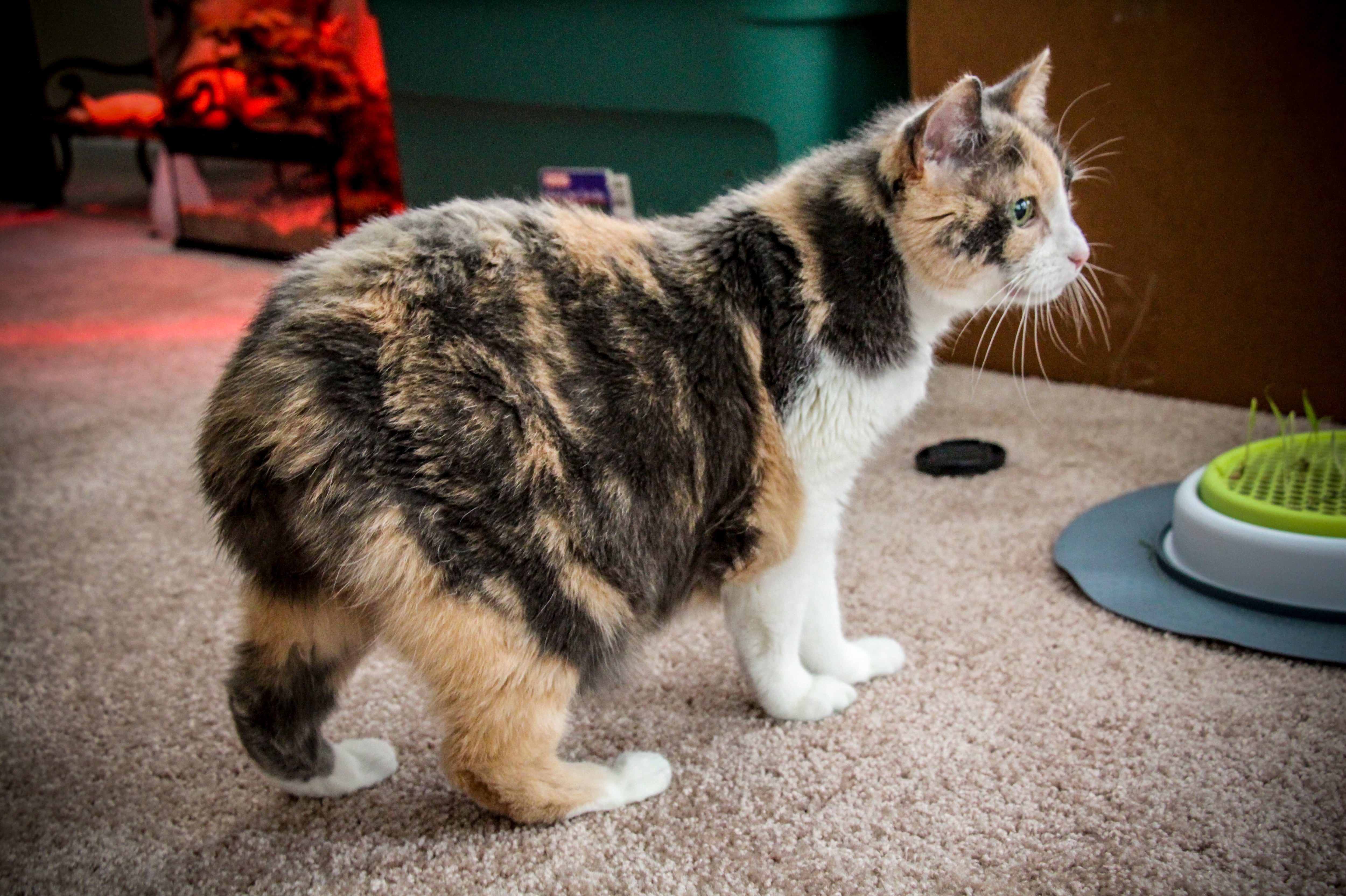 Manx Cat, Calico