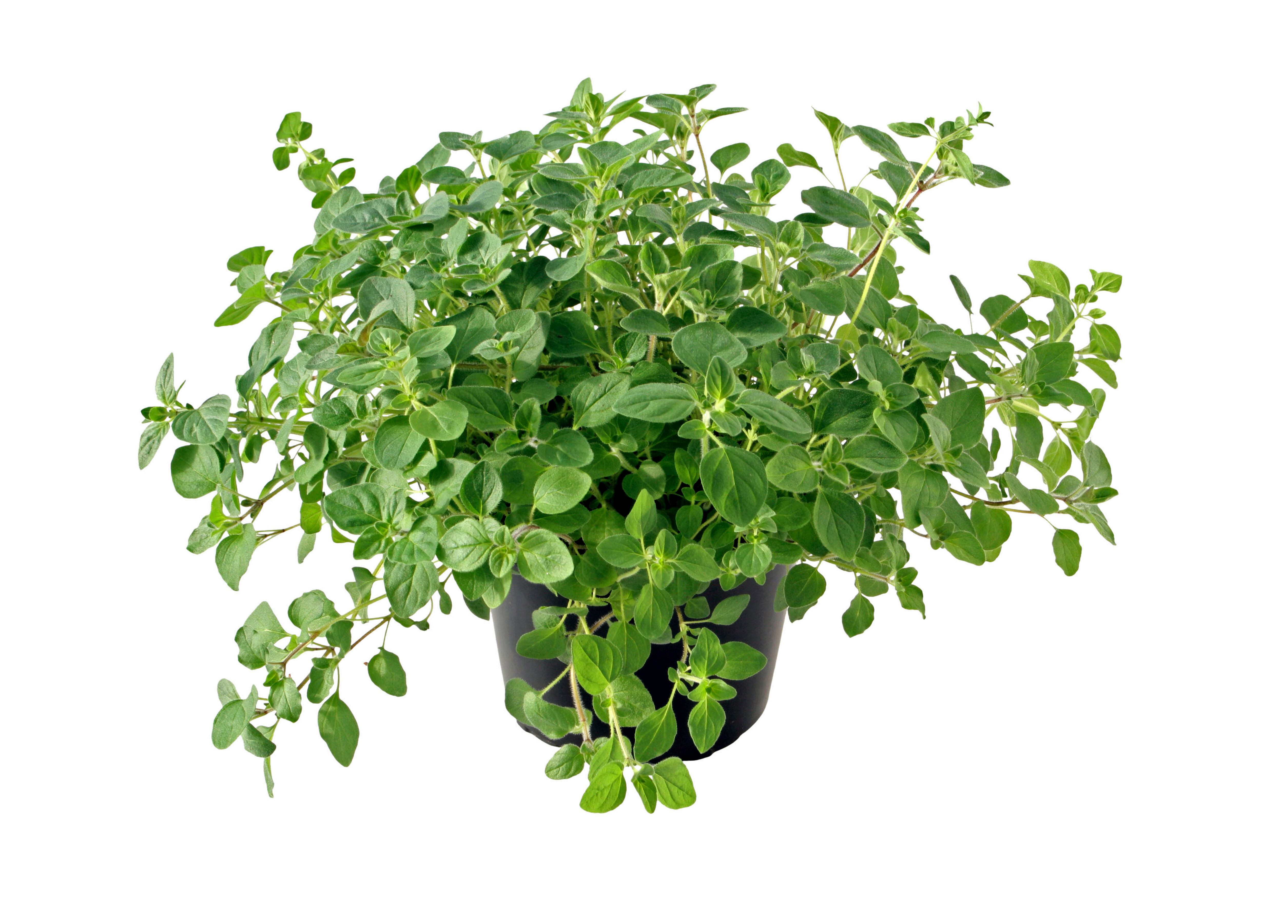 La mejorana es familia del orégano y comparten muchas propiedades benéficas para el organismo