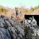 Un descubrimiento en Laos reveló un reptil con rasgos nunca vistos por la ciencia.