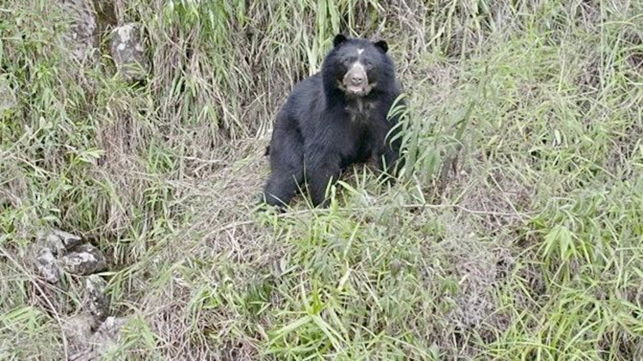 Esta especie de oso, en peligro de extinción, reapareció en las montañas de Labranzagrande