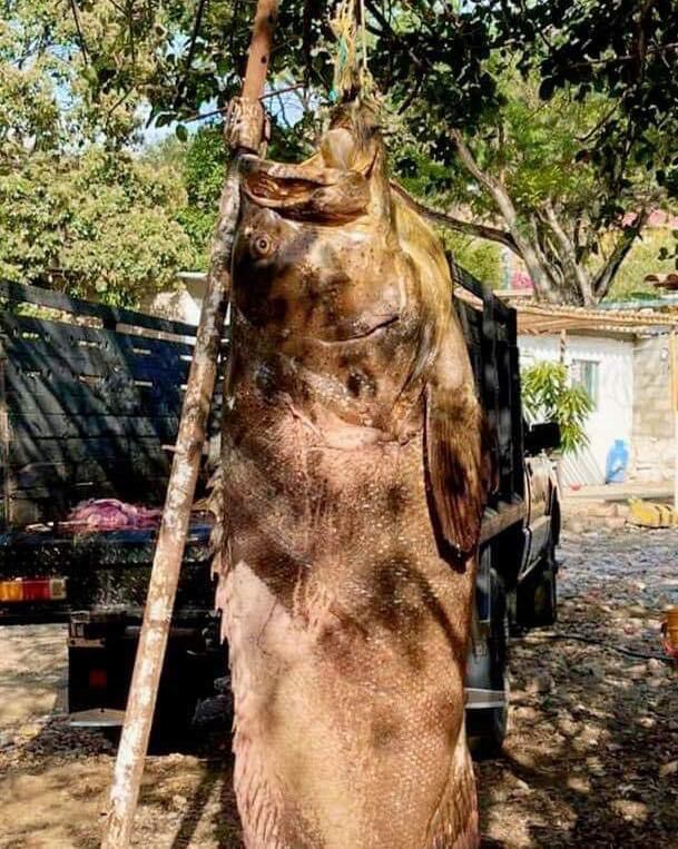 Pez Mero de 300 kilos atrapado en el Atlántico